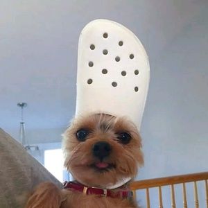 Meet your Posher, Emma